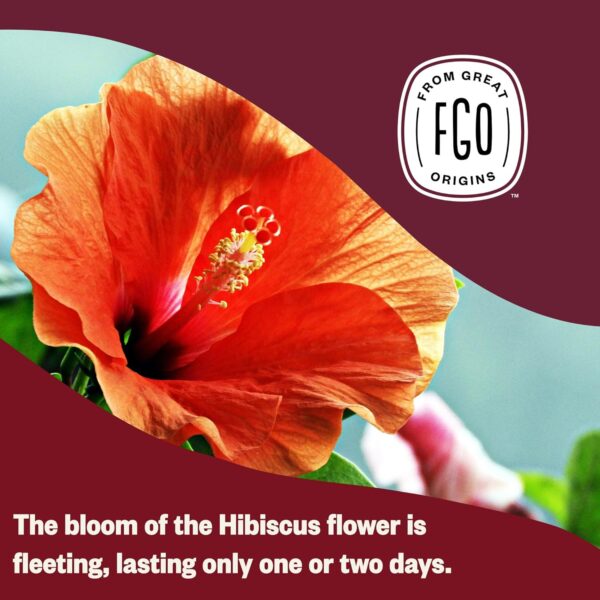 FGO Organic Hibiscus Tea, Eco-Conscious Tea Bags, 100 Count, Packaging May Vary (Pack of 1) - Image 3